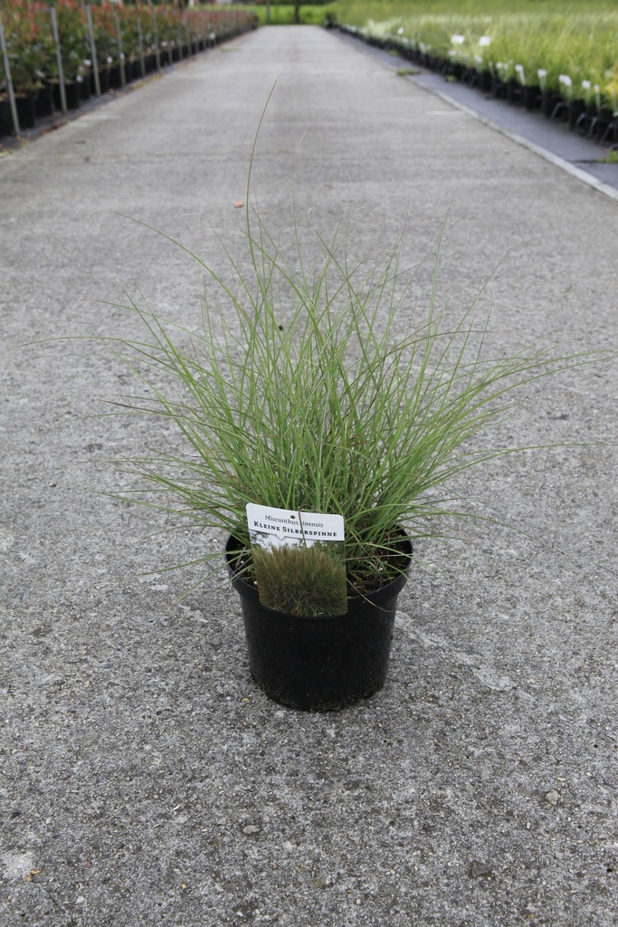 [P] Miscanthus sinensis 'Kleine Silberspinne' cont. 4L +f