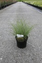 Miscanthus sinensis 'Kleine Silberspinne' Kont. 4L +B