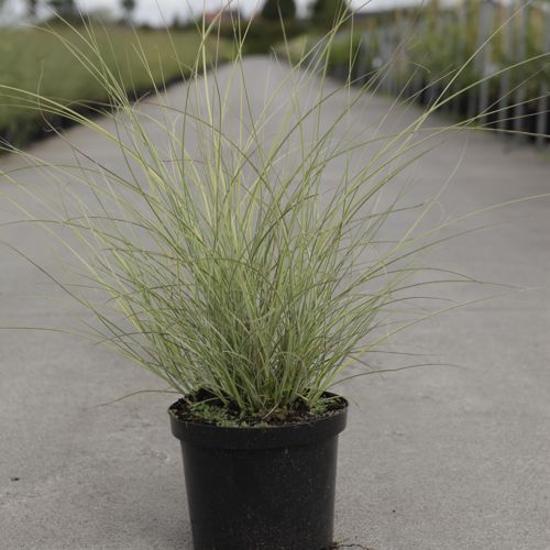 Miscanthus sinensis 'Morning Light' cont. 4L +p