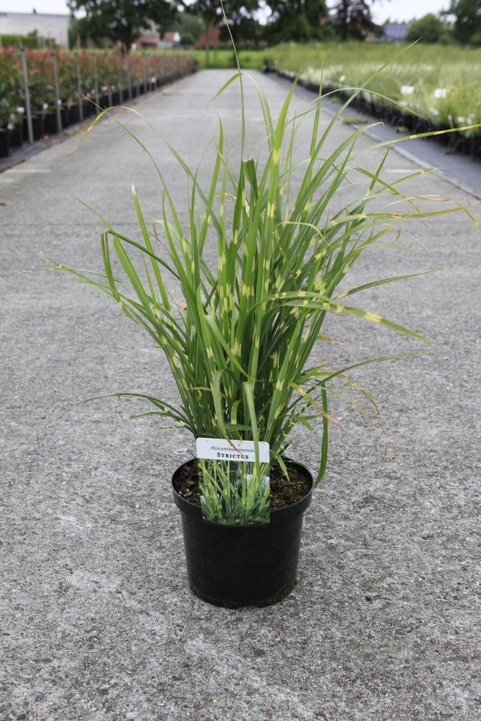 Miscanthus sinensis 'Strictus (Zebrinus)' cont. 4L +f