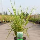 Miscanthus sinensis 'Strictus (Zebrinus)' cont. 4L +B