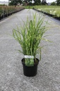 Miscanthus sinensis 'Strictus (Zebrinus)' cont. 4L +f