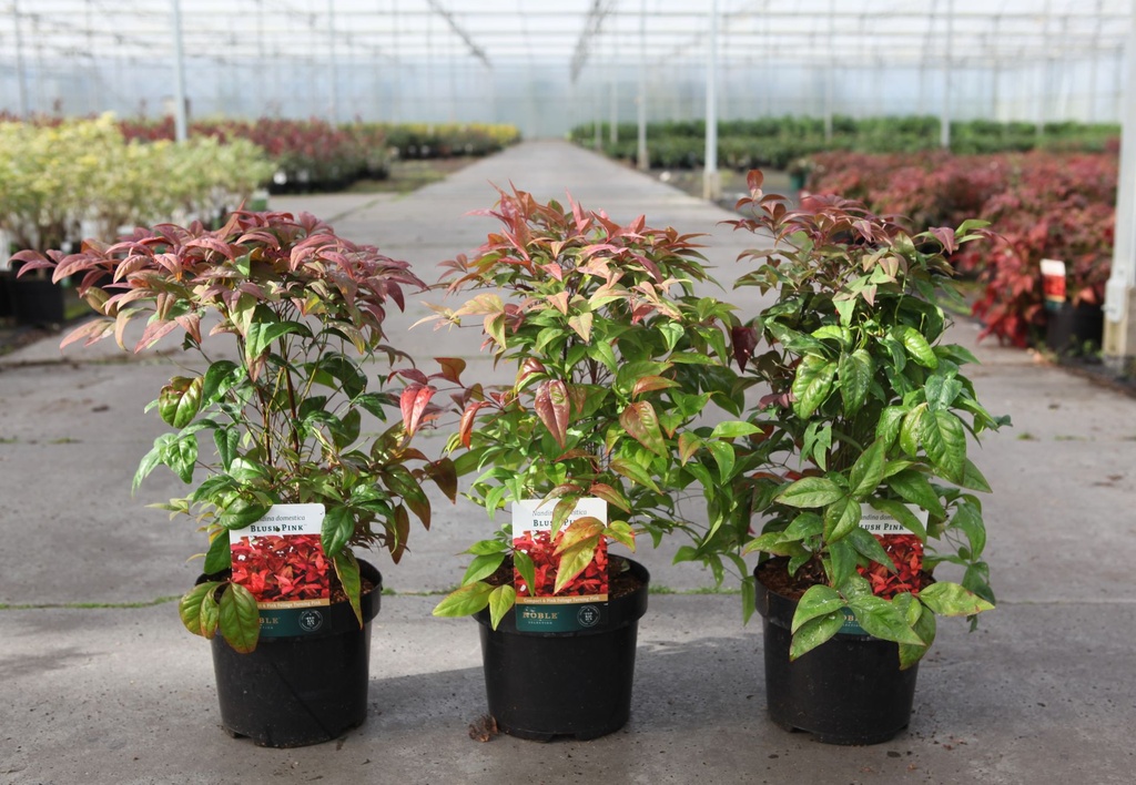 [P] Nandina domestica BLUSH PINK (PBR) cont. 3,6L 30/+ cm +f