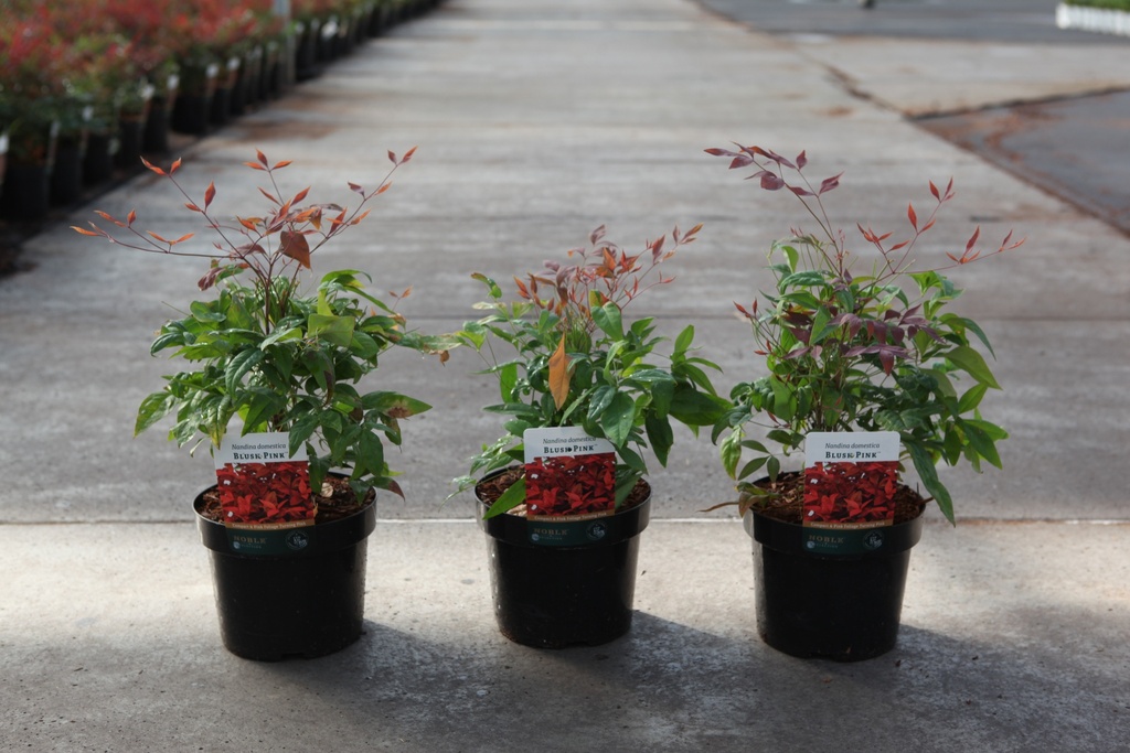 [P] Nandina domestica BLUSH PINK (PBR) cont. 3,6L 30/+ cm +p