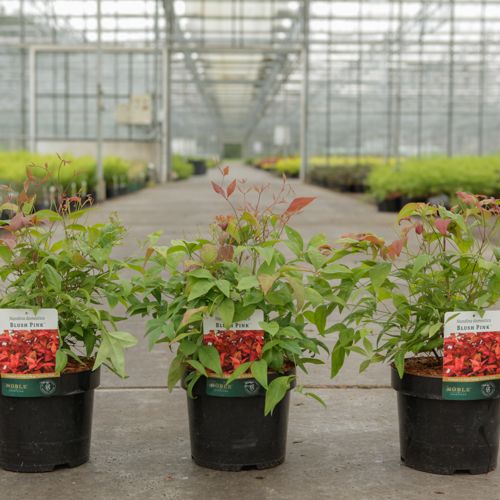 Nandina domestica BLUSH PINK (PBR) cont. 3,6L 30/+ cm +p