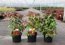 Nandina domestica BLUSH PINK (PBR) Kont. 3,6L 30/+ cm +B