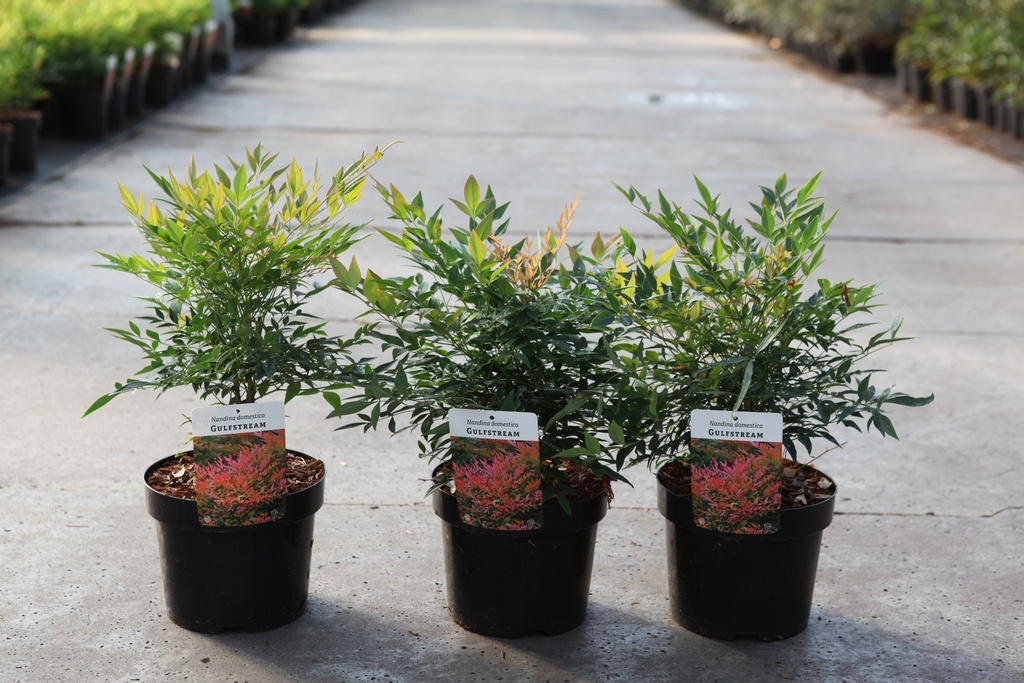 [P] Nandina domestica 'Gulfstream' cont. 3,6L 25-30 cm +f