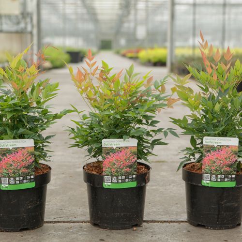 [P] Nandina domestica 'Gulfstream' cont. 3,6L 25-30 cm +p