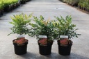 Nandina domestica 'Gulfstream' Kont. 3,6L 25-30 cm +B