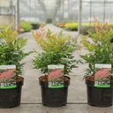 Nandina domestica 'Gulfstream' cont. 3,6L 25-30 cm +B