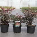 Nandina domestica OBSESSED (PBR) cont. 3,6L 30-40 cm +ф