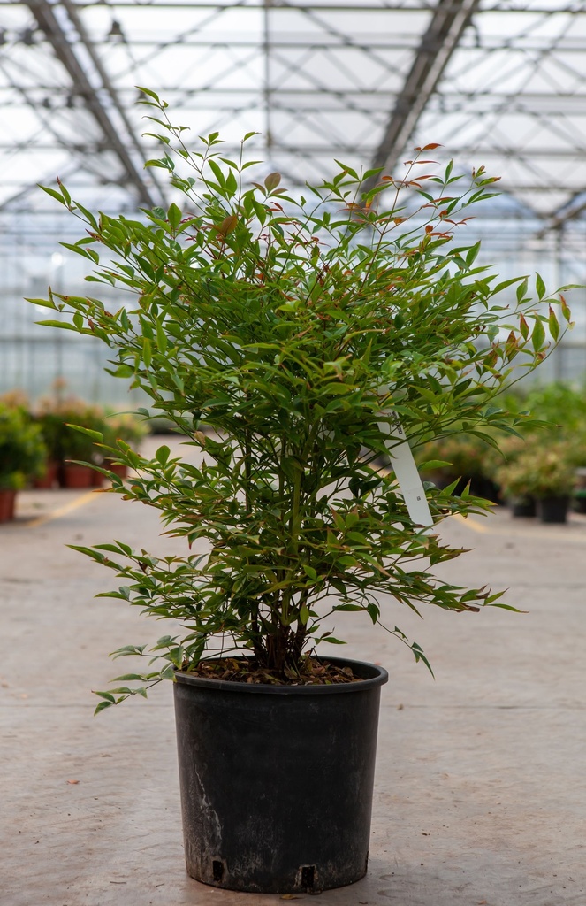 Nandina domestica cont. 10L 50-60 cm +f