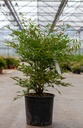 Nandina domestica cont. 10L 50-60 cm +f