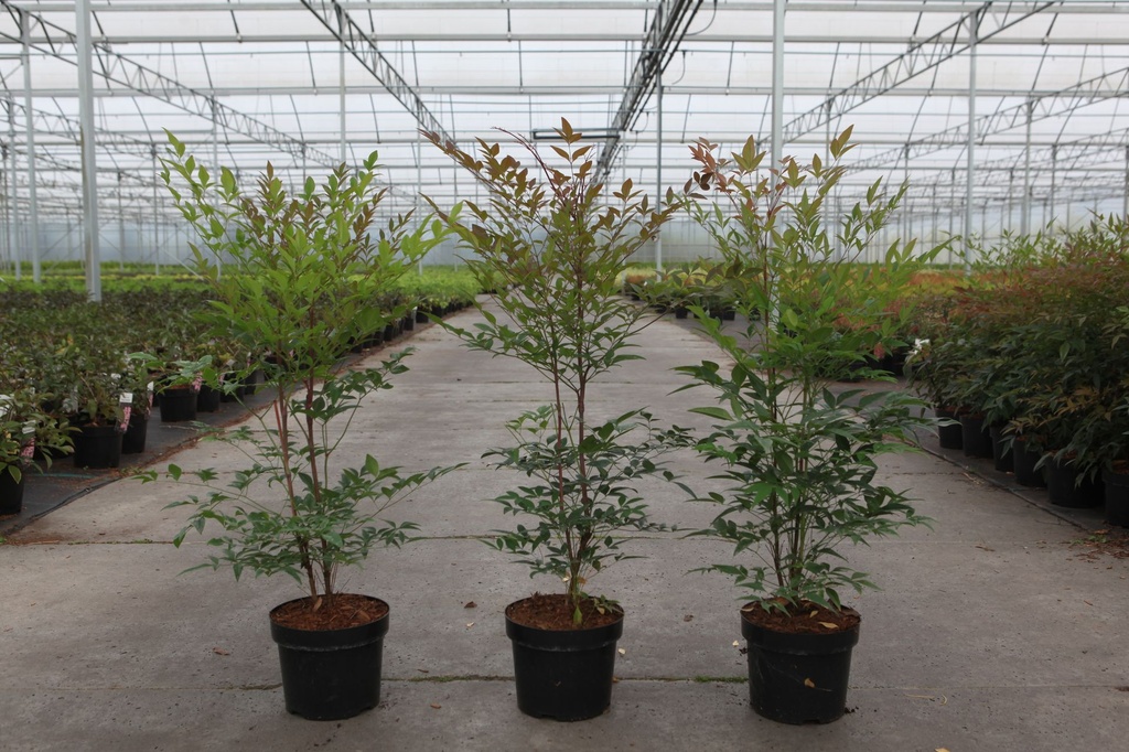 Nandina domestica cont. 3,6L 30/+ cm +B