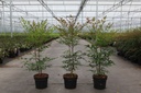 Nandina domestica cont. 3,6L 30/+ cm +p