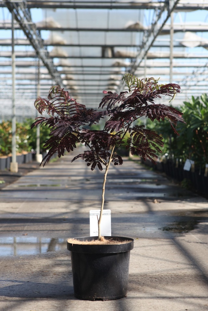 Albizia julibrissin 'Summer Chocolate' (PBR) cont. 10L 60-80 cm +ф