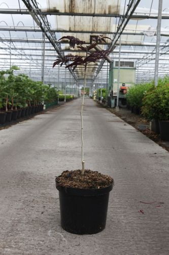 [P] Albizia julibrissin 'Summer Chocolate' (PBR) cont. 10L 60-80 cm +ф