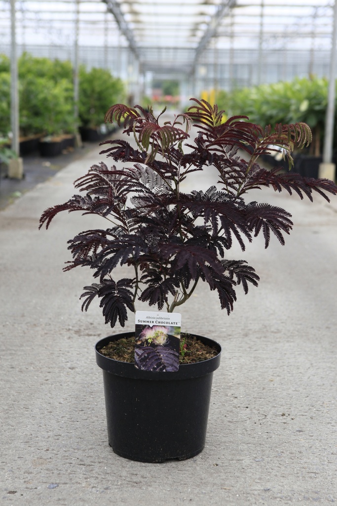 [P] Albizia julibrissin 'Summer Chocolate' (PBR) cont. 10L 60-80 cm +f