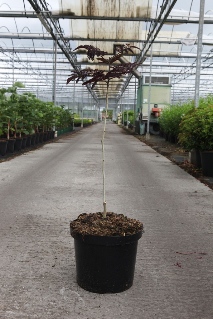 Albizia julibrissin 'Summer Chocolate' (PBR) cont. 10L 60-80 cm +p
