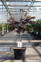Albizia julibrissin 'Summer Chocolate' (PBR) cont. 10L 60-80 cm +ф