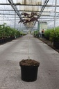Albizia julibrissin 'Summer Chocolate' (PBR) cont. 10L 60-80 cm +p