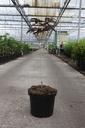 Albizia julibrissin 'Summer Chocolate' (PBR) cont. 10L 60-80 cm +p