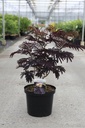 Albizia julibrissin 'Summer Chocolate' (PBR) cont. 10L 60-80 cm +p