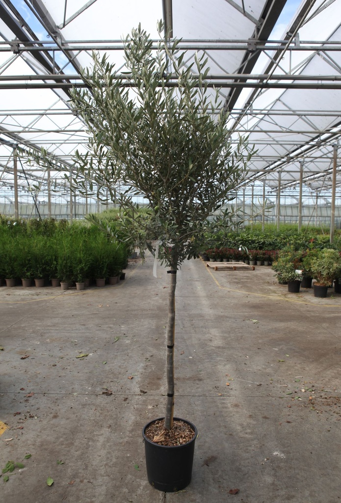 Olea europaea cont. 15L demi-tige