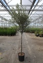 Olea europaea cont. 15L demi-tige