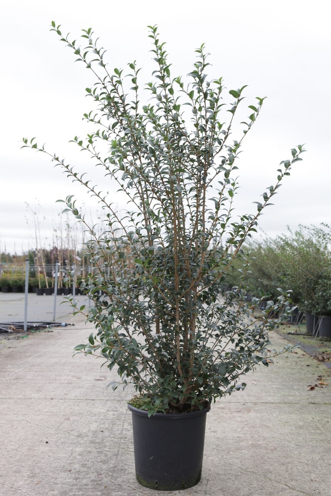 [P] Osmanthus burkwoodii cont. 15L 80-100 cm