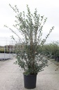 Osmanthus burkwoodii cont. 15L 80-100 cm