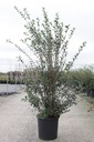 Osmanthus burkwoodii cont. 15L 80-100 cm