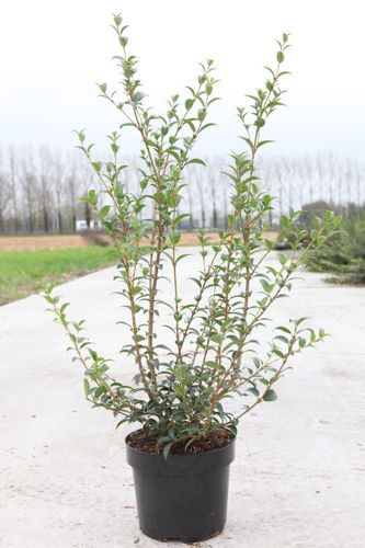 Osmanthus burkwoodii cont. 3,6L 30-40 cm +B