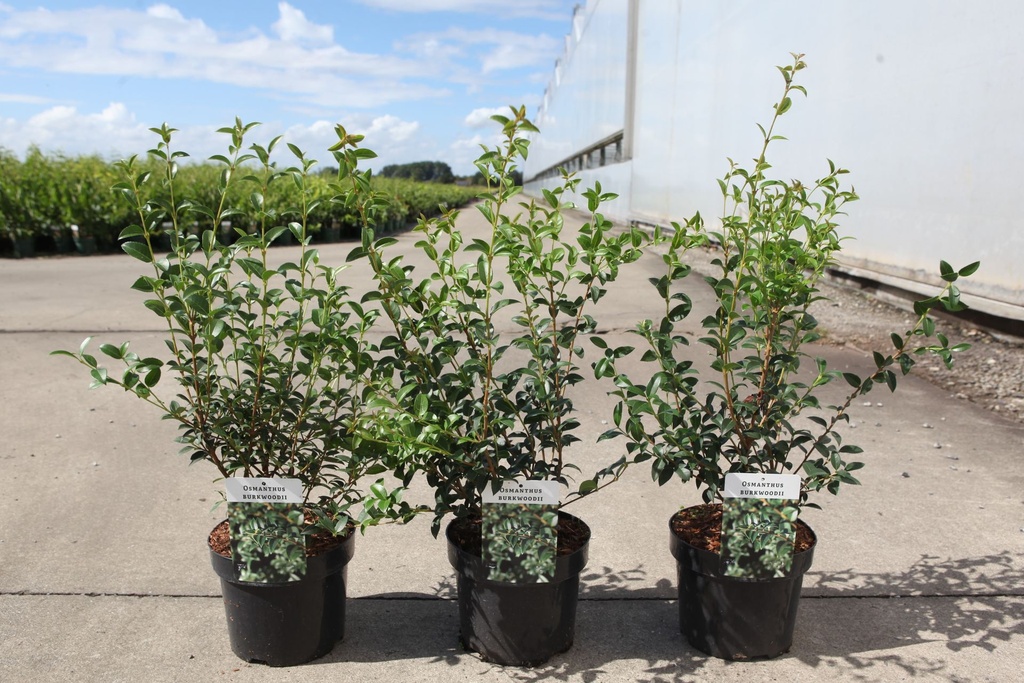 Osmanthus burkwoodii cont. 3,6L 30-40 cm +B