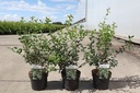 Osmanthus burkwoodii cont. 3,6L 30-40 cm +ф