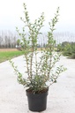 Osmanthus burkwoodii cont. 3,6L 30-40 cm +p
