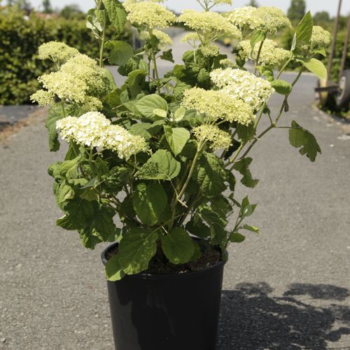 [P] Hydrangea arborescens Proven Winners® STRONG ANNABELLE (PBR) cont. 18L 80-100 cm +ф