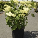 Hydrangea arborescens Proven Winners® STRONG ANNABELLE (PBR) cont. 18L 80-100 cm +p