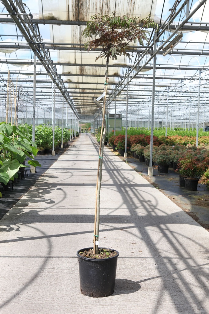 Albizia julibrissin 'Summer Chocolate' (PBR) cont. 15L halfstam +f