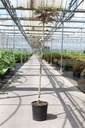 Albizia julibrissin 'Summer Chocolate' (PBR) cont. 15L 160 cm Stamm