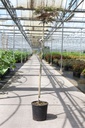Albizia julibrissin 'Summer Chocolate' (PBR) cont. 15L 160 cm Stamm