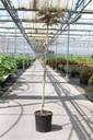 Albizia julibrissin 'Summer Chocolate' (PBR) cont. 15L 160 cm standard