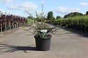 Osmanthus delavayi cont. 10L 40-50 cm