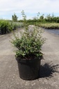 Osmanthus delavayi cont. 10L 40-50 cm