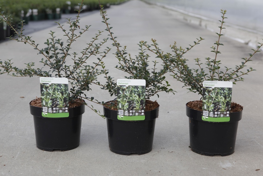 Osmanthus delavayi cont. 3,6L 30/+ cm +f