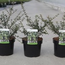 Osmanthus delavayi cont. 3,6L 30/+ cm +ф