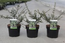 Osmanthus delavayi cont. 3,6L 30/+ cm +B