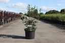 Osmanthus heterophyllus cont. 10L 80/+ cm