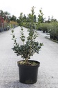 Osmanthus heterophyllus cont. 10L 80/+ cm