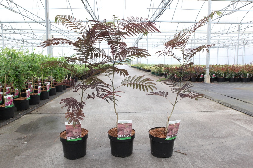 Albizia julibrissin 'Summer Chocolate' (PBR) cont. 3,6L 40-60 cm +ф